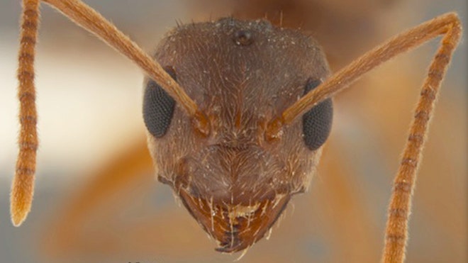 Nylanderia-fulva-crazy-ants.jpg