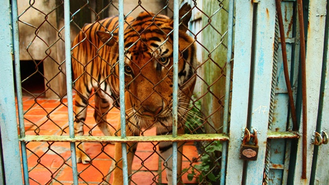 Vietnam Tiger Farms 3.jpg