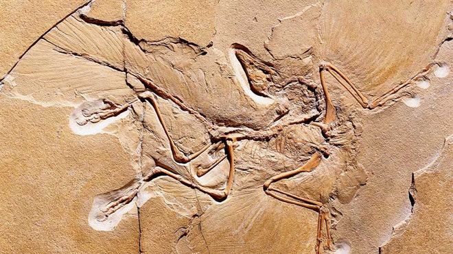 archaeopteryx-feather-fossil.jpg
