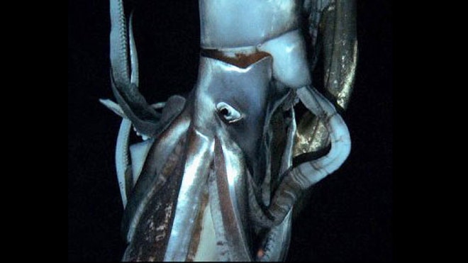giant squid filmed.jpg