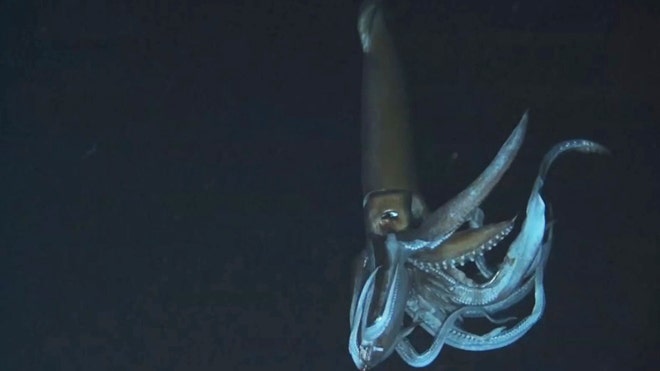 giant squid video released