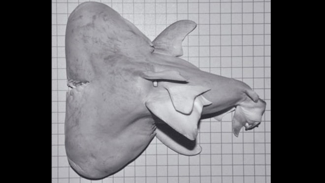 two-headed-bull-shark-fetus.jpg