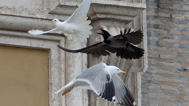 http://global.fncstatic.com/static/managed/img/U.S./pope-doves-attacked.jpg