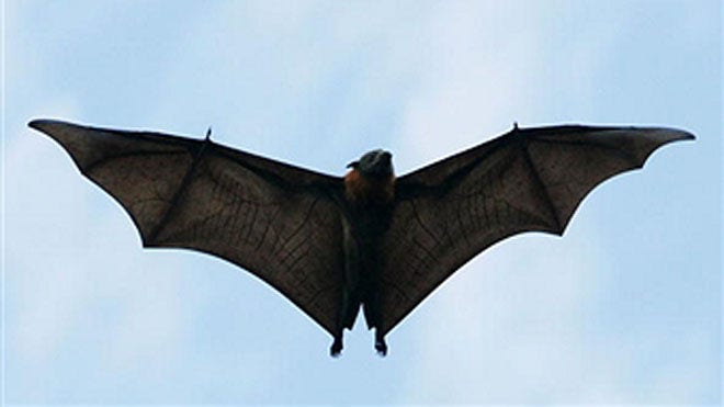 Bat animal.jpg