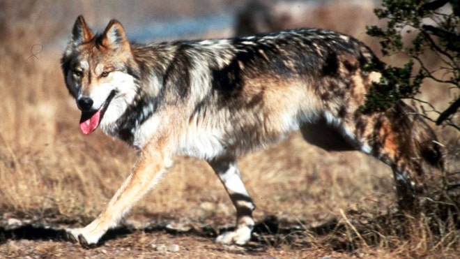 http://global.fncstatic.com/static/managed/img/fn-latino/lifestyle/Endangered%20Wolves%20NM.jpg