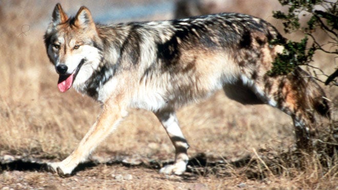 Mexican Wolf  adult.jpg