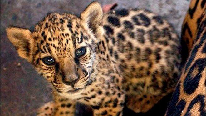 Jaguar Poaching Bolivia.jpg
