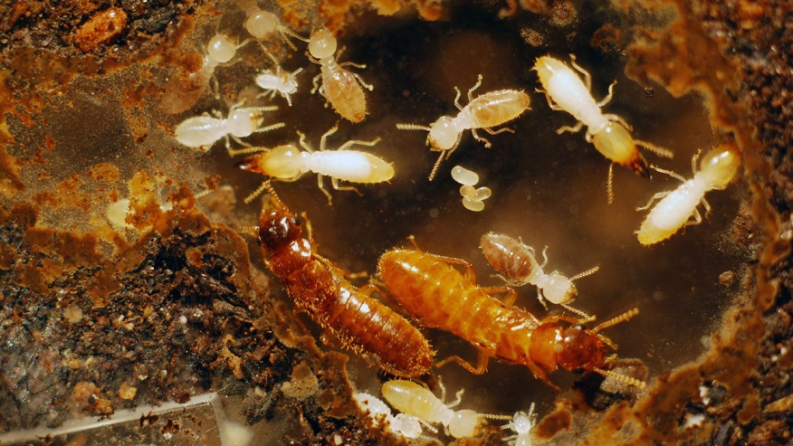 TermiteSwarm.jpg